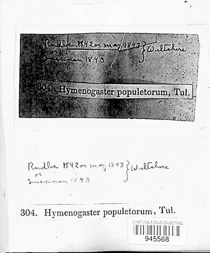 Hymenogaster populetorum image